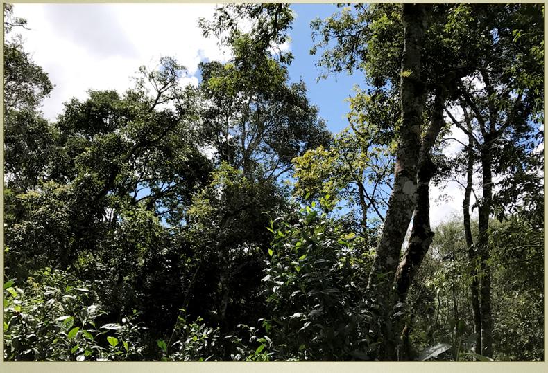 2022年大漆樹古樹春茶丨你壓根就喝不到的喉韻，它就有