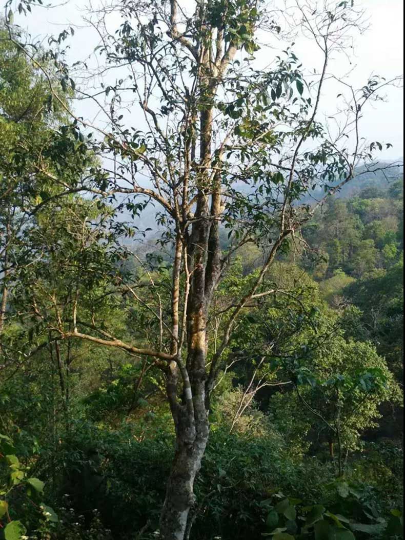 2022年彎弓古樹春茶多少錢一公斤？