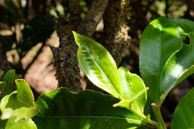 2022年白茶園古樹春茶價格？