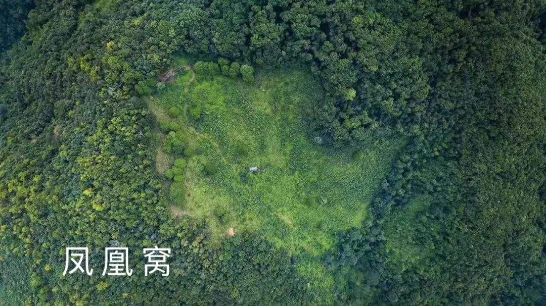 2022年鳳凰窩古樹春茶特點(diǎn)？