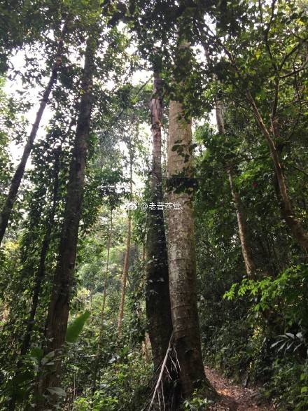 2022年刮風(fēng)寨茶王樹古樹春茶特點？