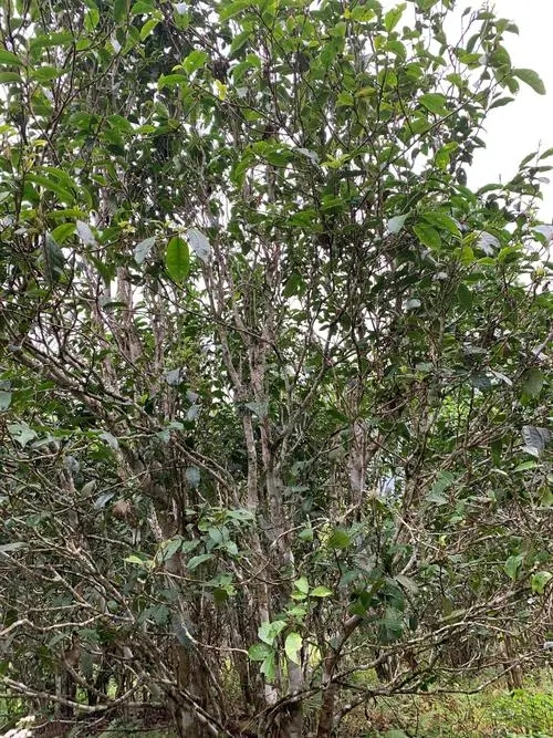 2022年刮風(fēng)寨茶王茶古樹春茶口感？