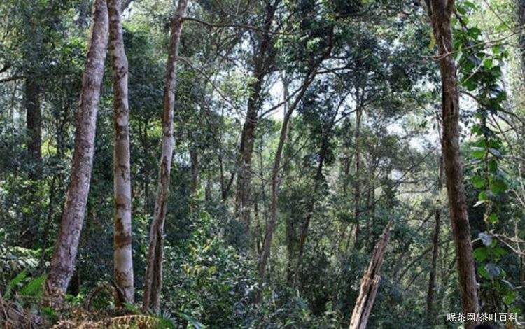 2022年冷水河古樹春茶特點(diǎn)？