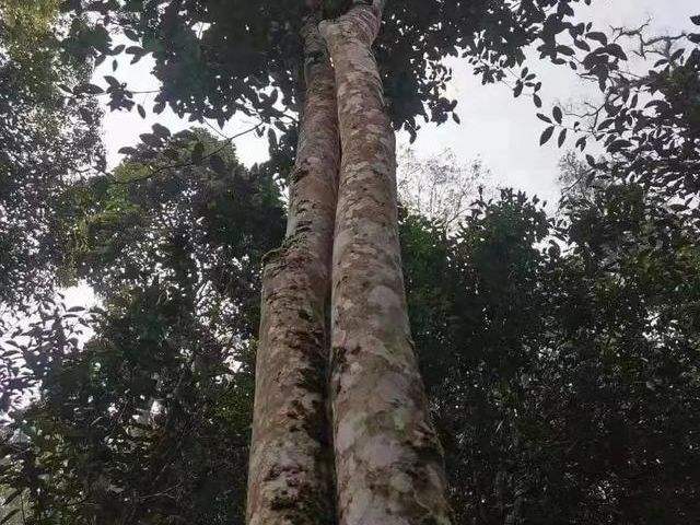 2022年冷水河古樹春茶口感？