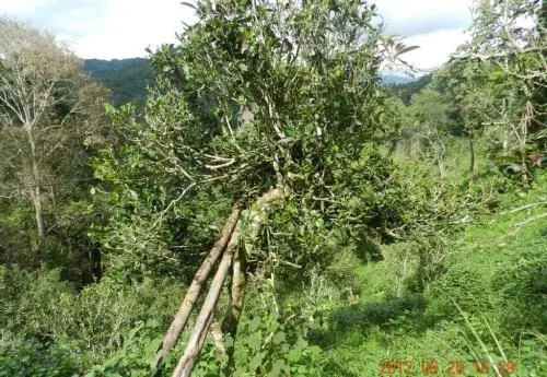 2022白沙河古樹春茶特點？