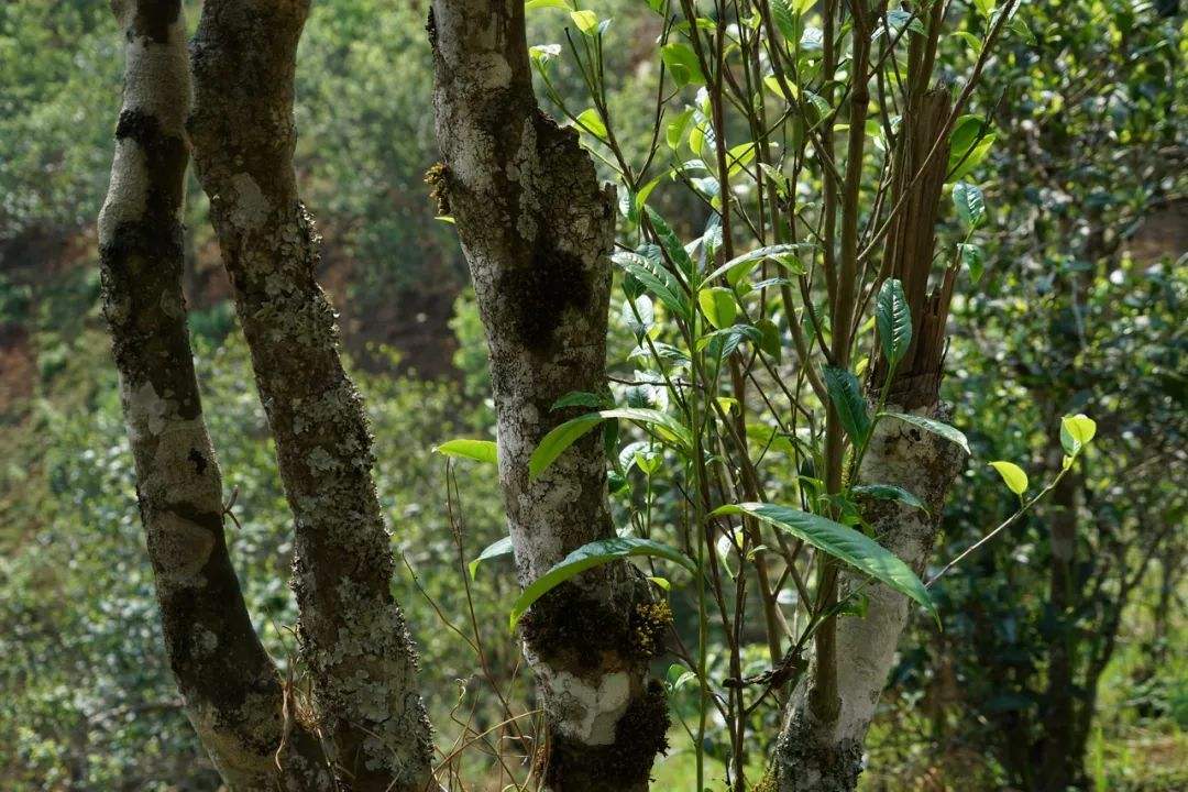 2022年黑水梁子——與你一起，走進(jìn)茶馬古道的源頭