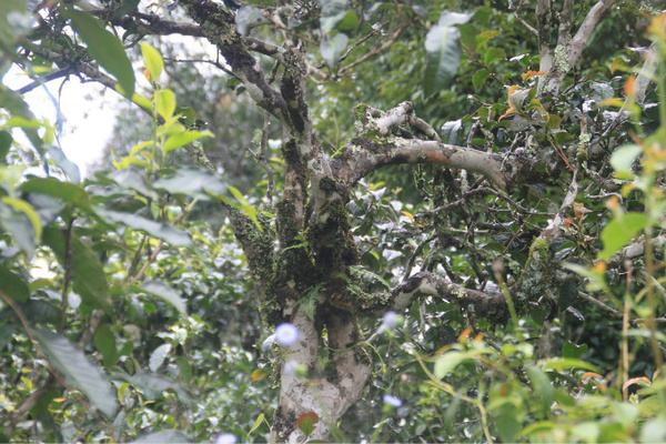 2022年茶氣狂野，香柔蜜韻的刮風(fēng)寨茶坪古樹茶