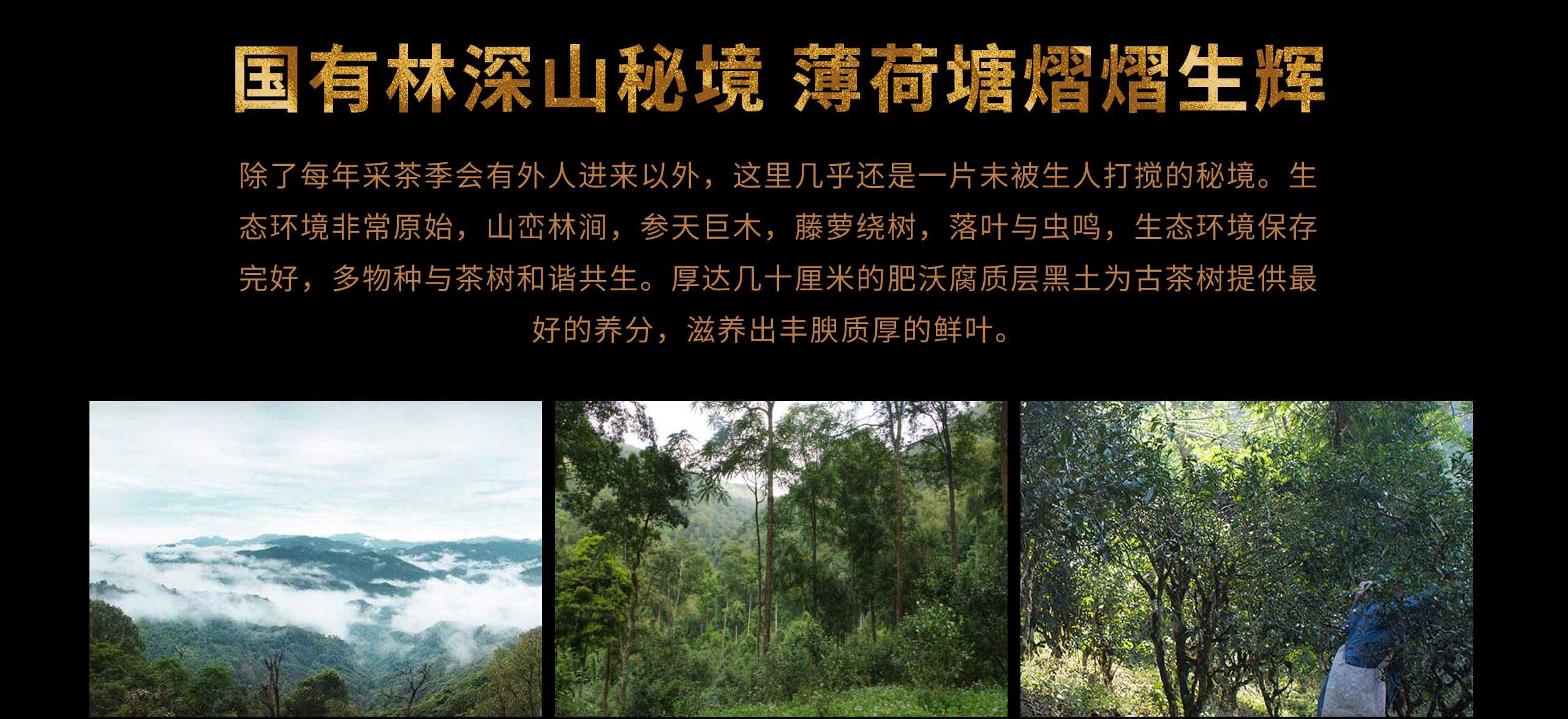 2022年薄荷塘古樹春茶特點(diǎn)？