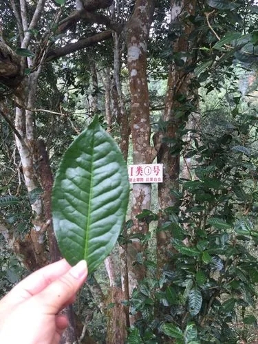 2022年薄荷塘古樹春茶價格？