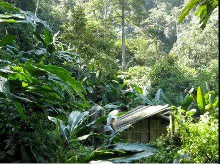 2022年薄荷塘古樹春茶多少錢一公斤？