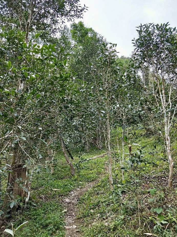 2022年多依樹古樹春茶特點(diǎn)？