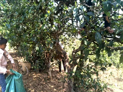 2022年易武張家灣古樹春茶特點(diǎn)？