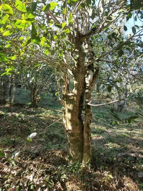 2022年易武張家灣古樹春茶多少錢一公斤？