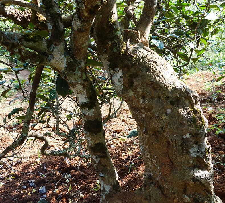 2022年一扇磨山林之息，雨林之味，原始之態(tài)