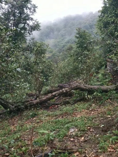 2022年一扇磨古樹春茶價(jià)格？