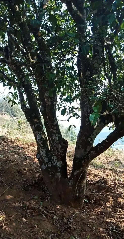 2022年香椿林古樹春茶多少錢一公斤？