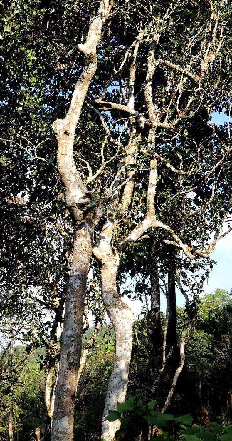 2022年天門(mén)山高桿古樹(shù)茶，神秘存在的好茶