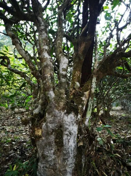 2022年高山寨古樹春茶價格？