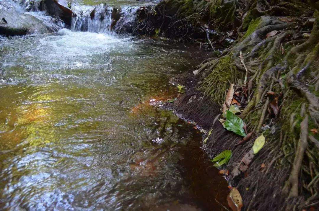 2022年銅箐河古樹春茶口感？