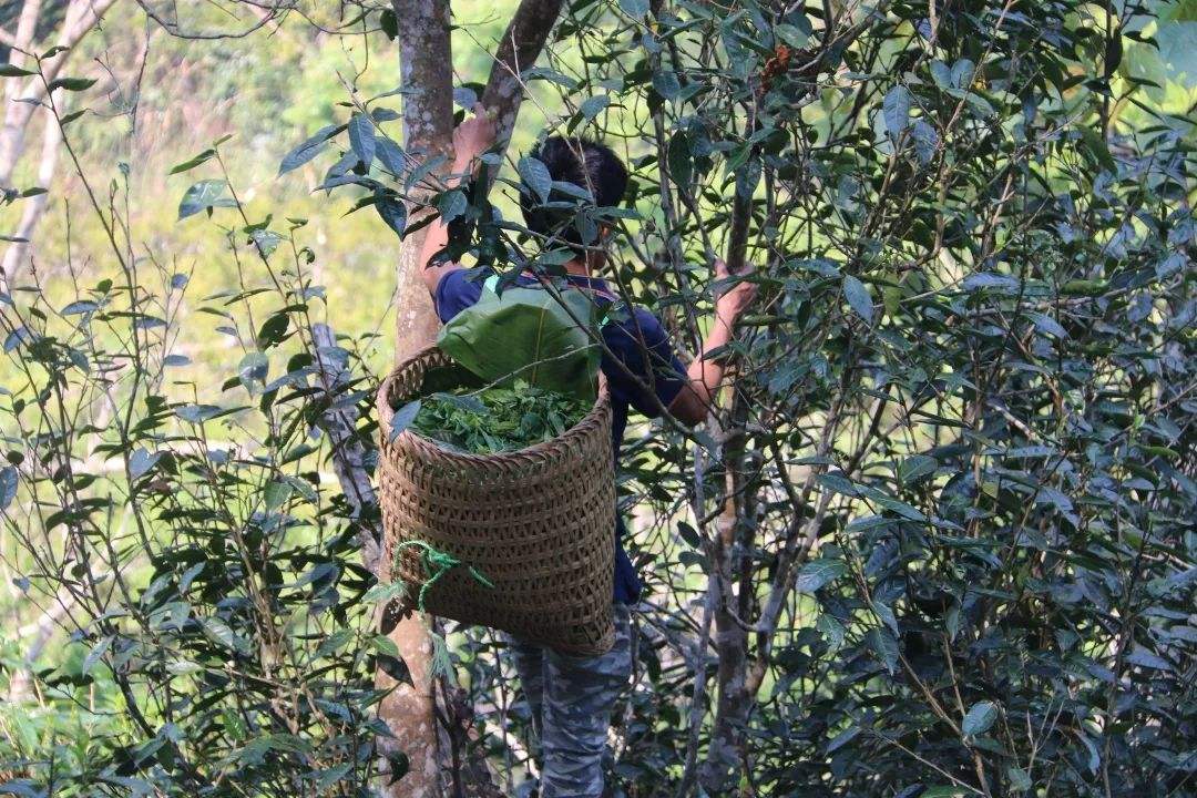 2022年百花潭古樹春茶特點？