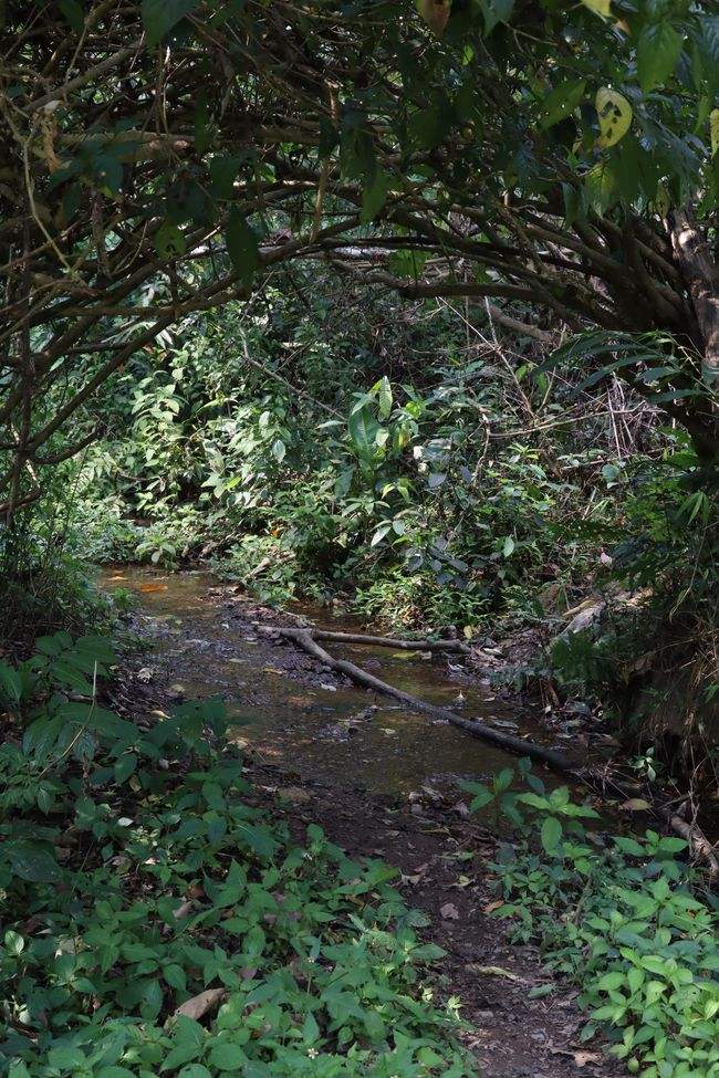 2022年蟒蛇箐古樹春茶特點(diǎn)？