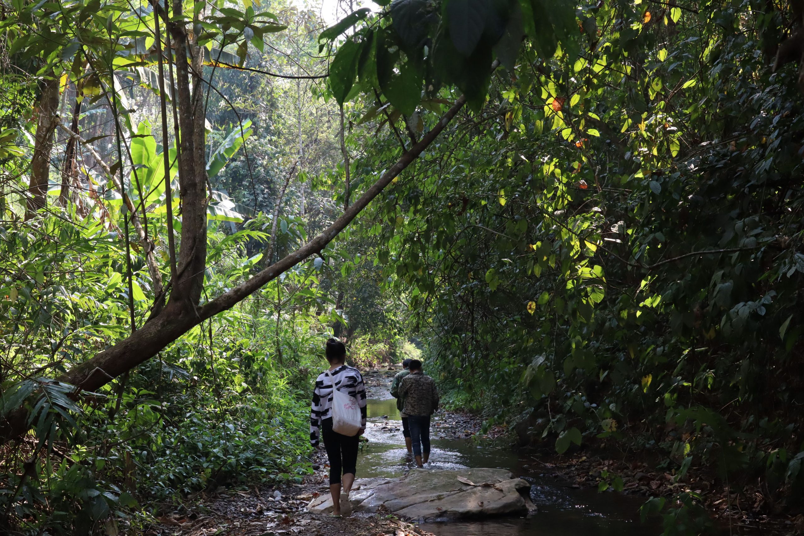 2022年蟒蛇箐古樹春茶口感？