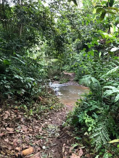 2022年蟒蛇箐古樹春茶價格？