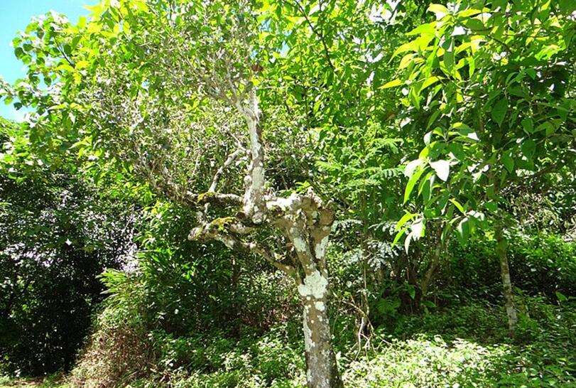 2022年大黑樹林古樹春茶價(jià)格？