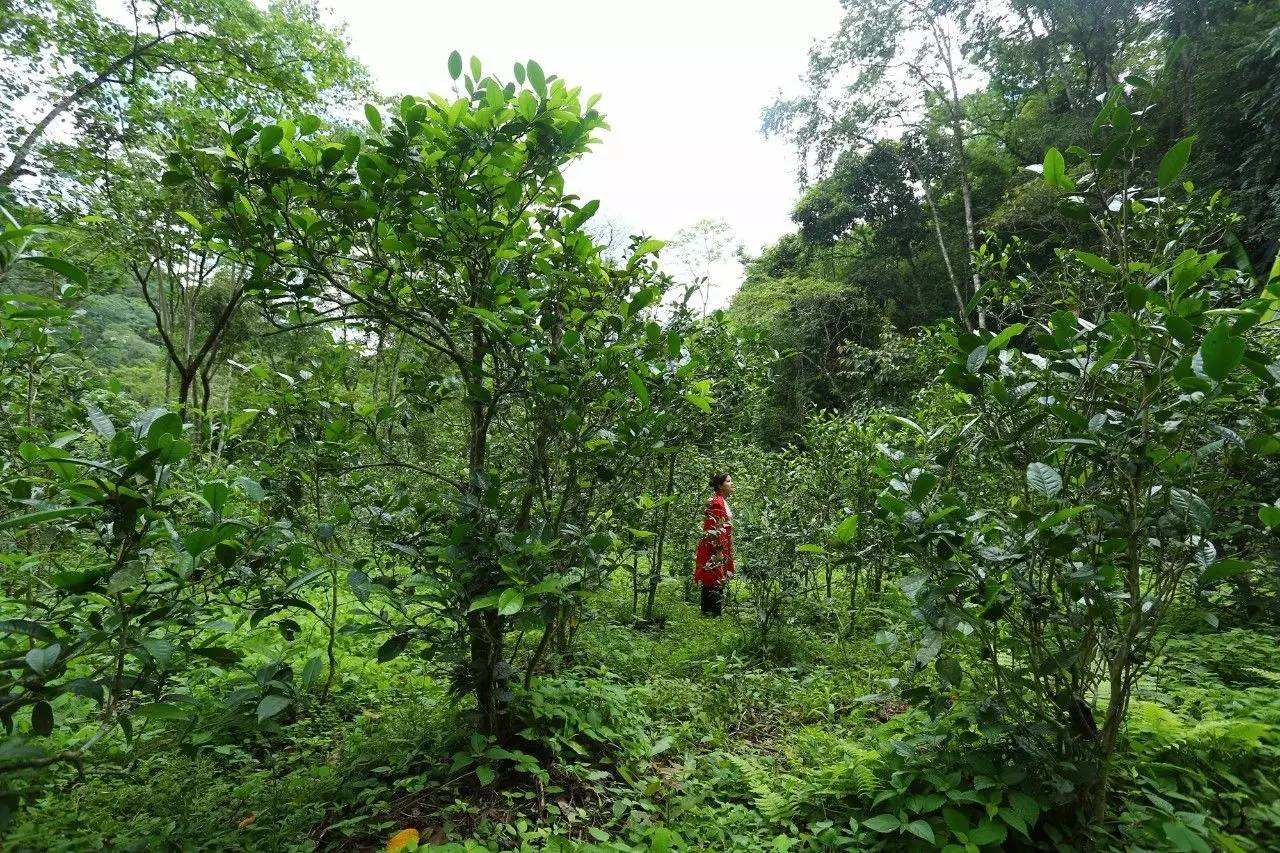 2022年曼松古樹春茶口感？