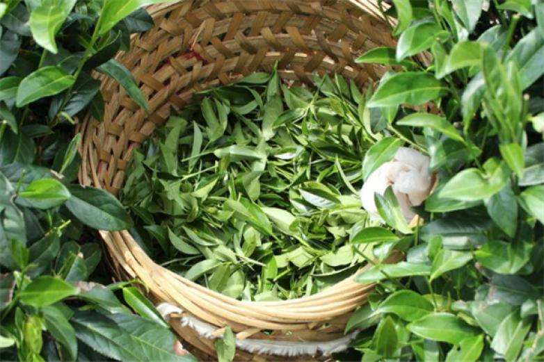 2022年曼松古樹春茶價(jià)格？