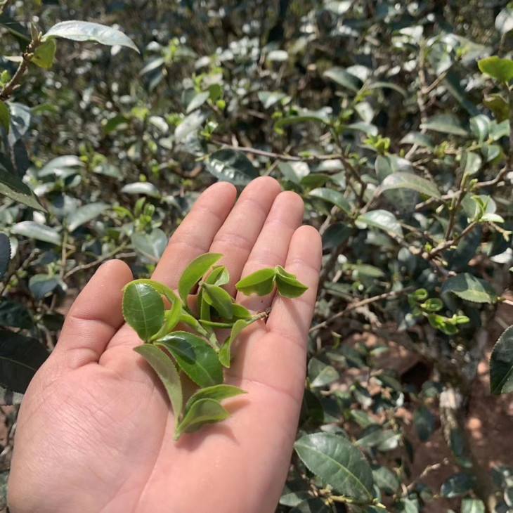 2022年倚邦貓耳朵古樹(shù)春茶口感？