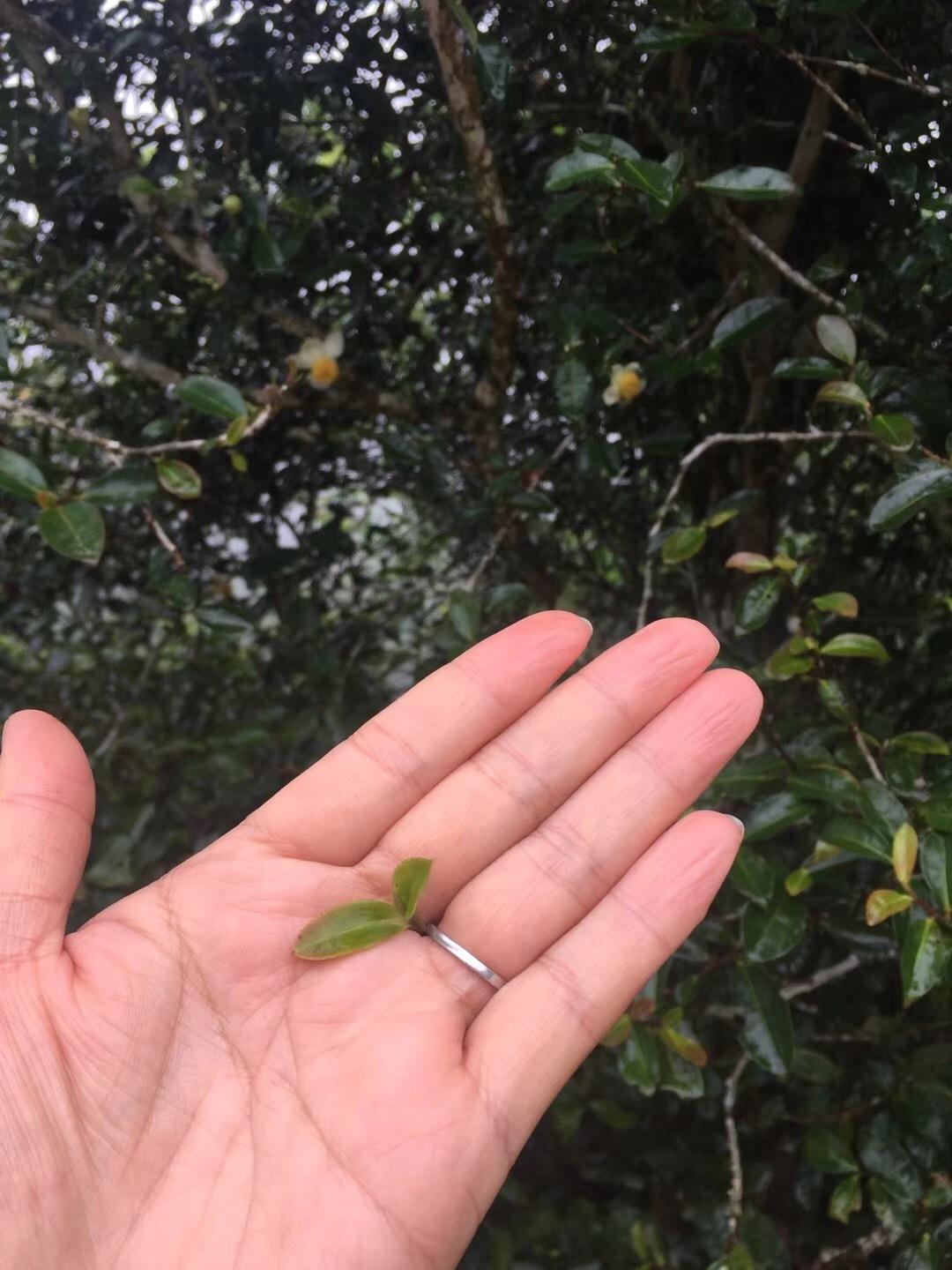 2022年倚邦貓耳朵古樹春茶價(jià)格？