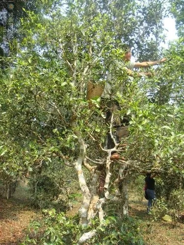 2022年蠻磚古樹春茶價(jià)格？