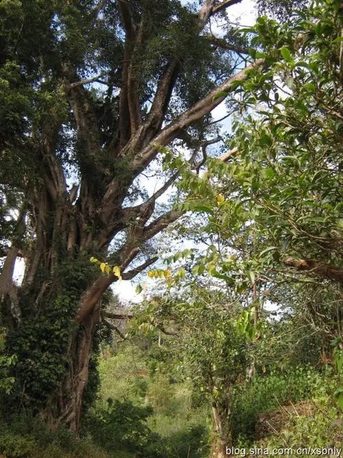 2022年蠻磚古樹春茶多少錢一公斤？