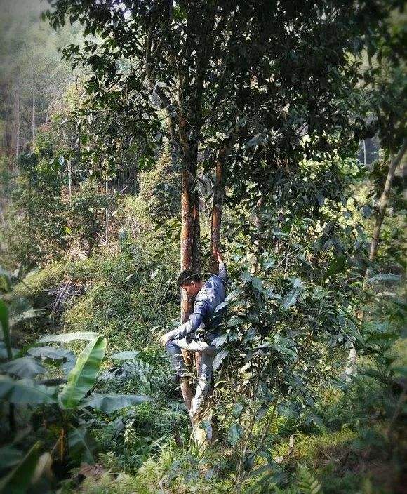 2022年桃子寨古樹春茶特點(diǎn)？