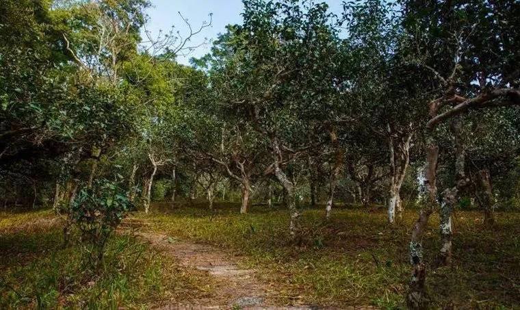 2022年桃子寨古樹春茶價(jià)格？