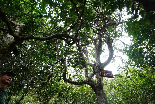 2022年桃子寨古樹春茶多少錢一公斤？