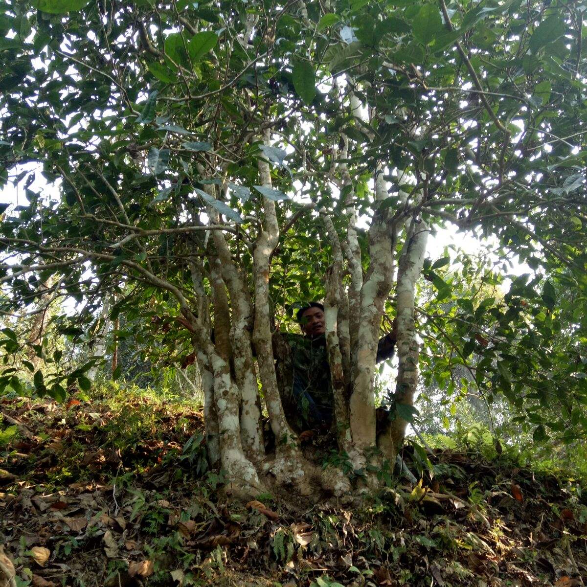 2022年蠻磚瓦龍古樹春茶特點？