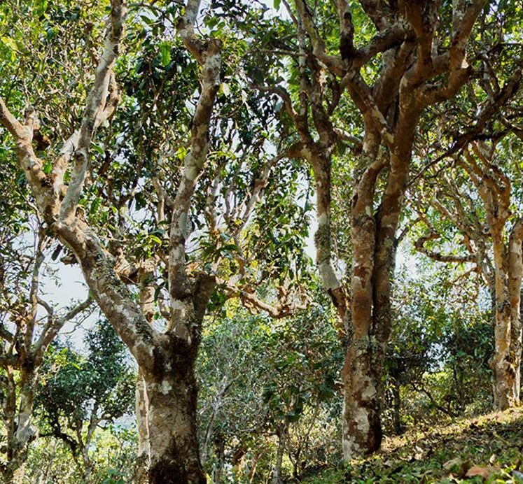 2022年蠻磚瓦龍古樹春茶價格？