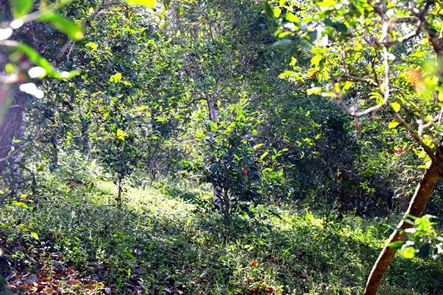 2022年革登古樹春茶價(jià)格？