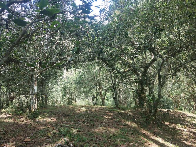 2022年革登古樹春茶多少一公斤？