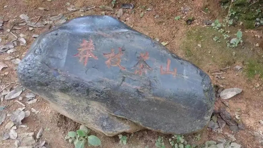 2022年莽枝古樹春茶特點(diǎn)？