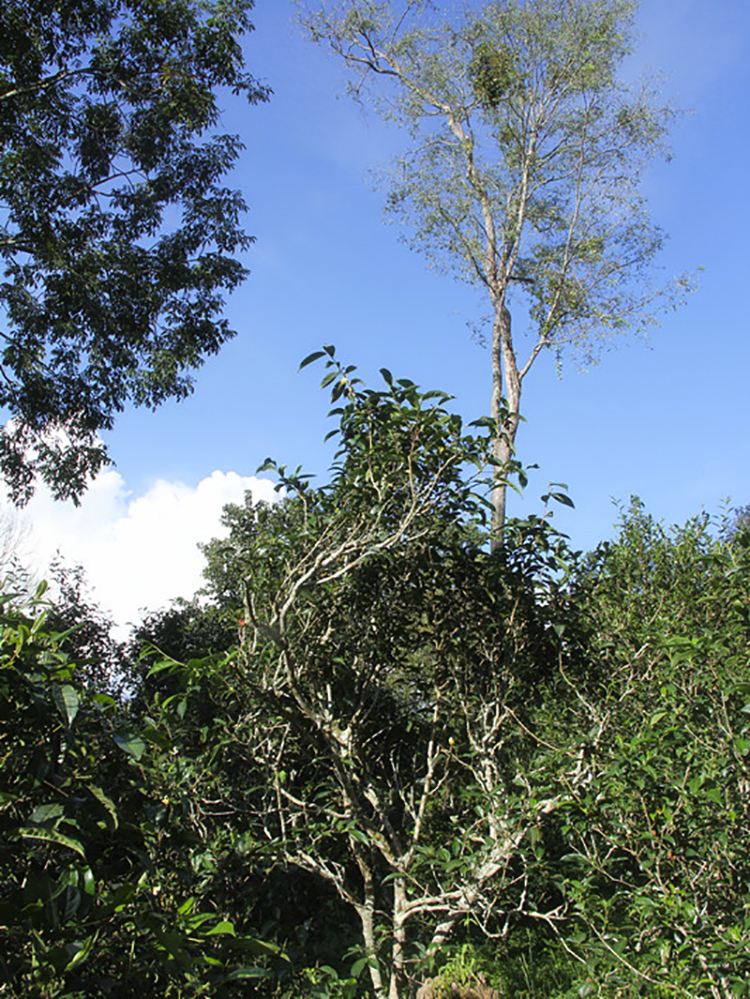 2022年莽枝古樹春茶口感？