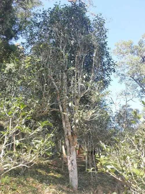 2022年莽枝古樹春茶多少錢一公斤？