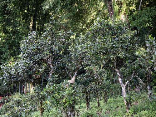 2022年攸樂古樹春茶特點(diǎn)？