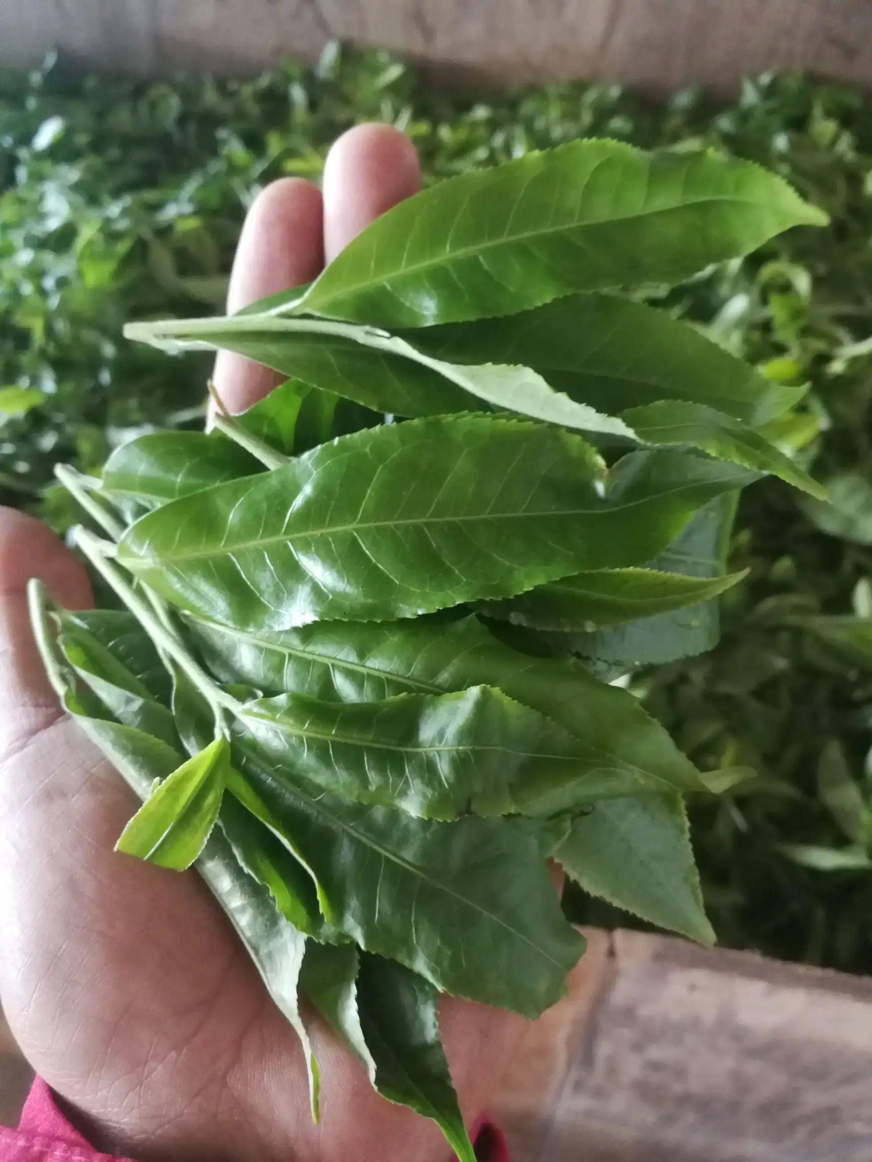 2022年易武曼秀古樹春茶價(jià)格？