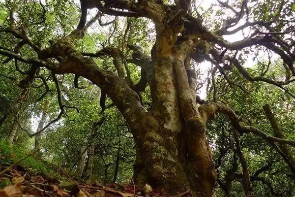 冰島！普洱茶界最有名的山頭，一次性把冰島茶講清楚！