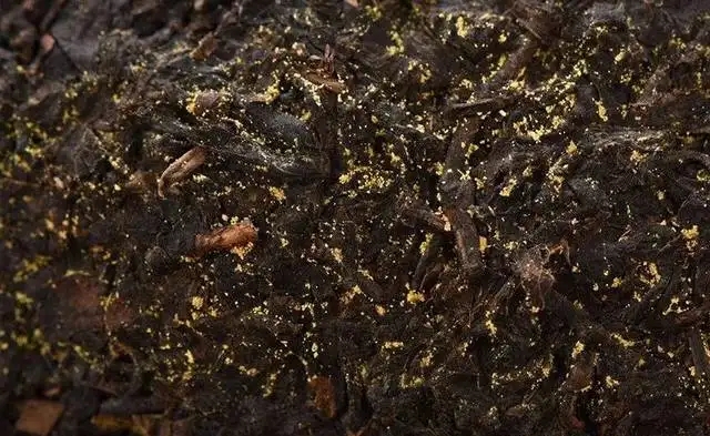 普洱茶的金花怎么鑒別？