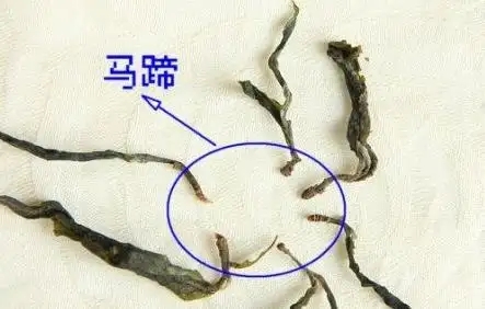 馬蹄竟然還能喝？普洱茶里的馬蹄你有了解過嗎？