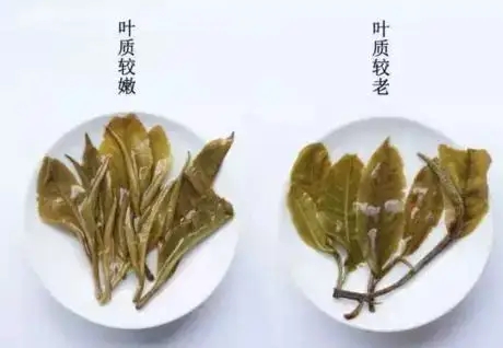 生普？熟普？如何挑選一款普洱茶？
